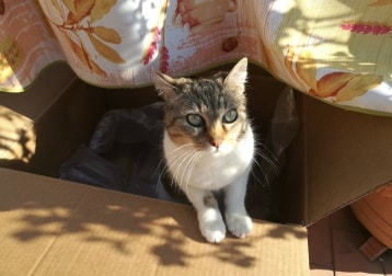Ketty