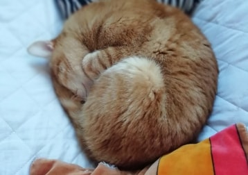 Simon