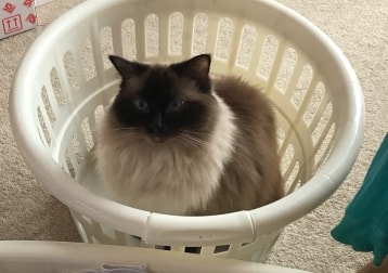 Niska