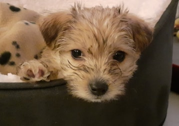 Wilson