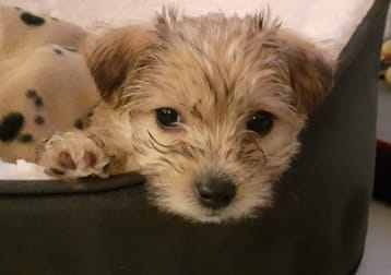 Wilson