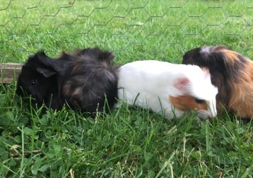 Rolo and Bambi