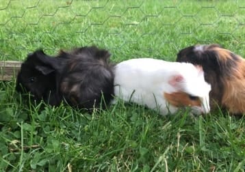 Rolo and Bambi