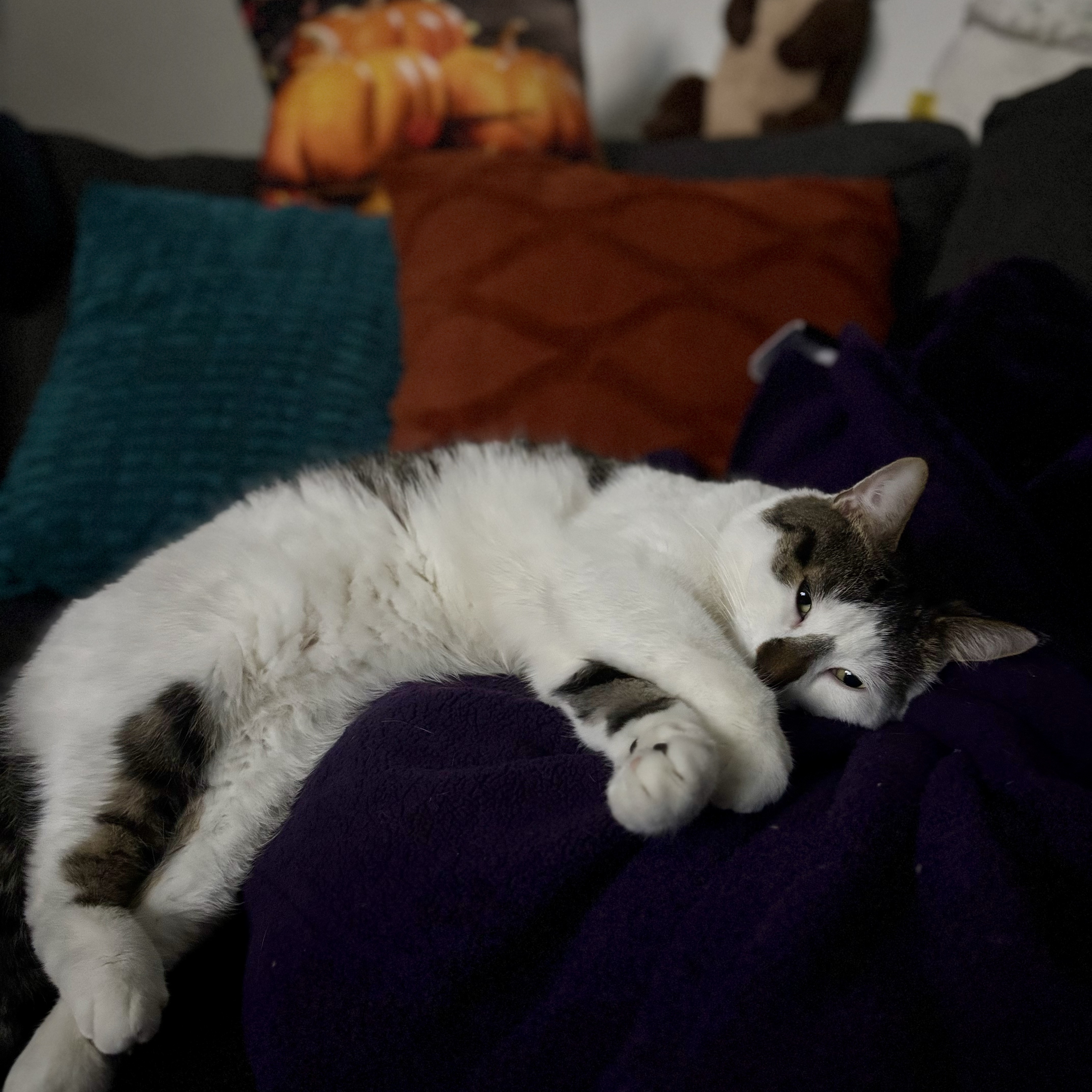 Loki