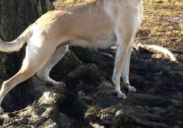 Lena