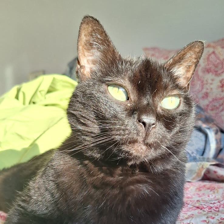 Zelda