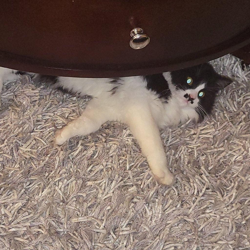 Bailey A.K.A ( Miss Mustache)