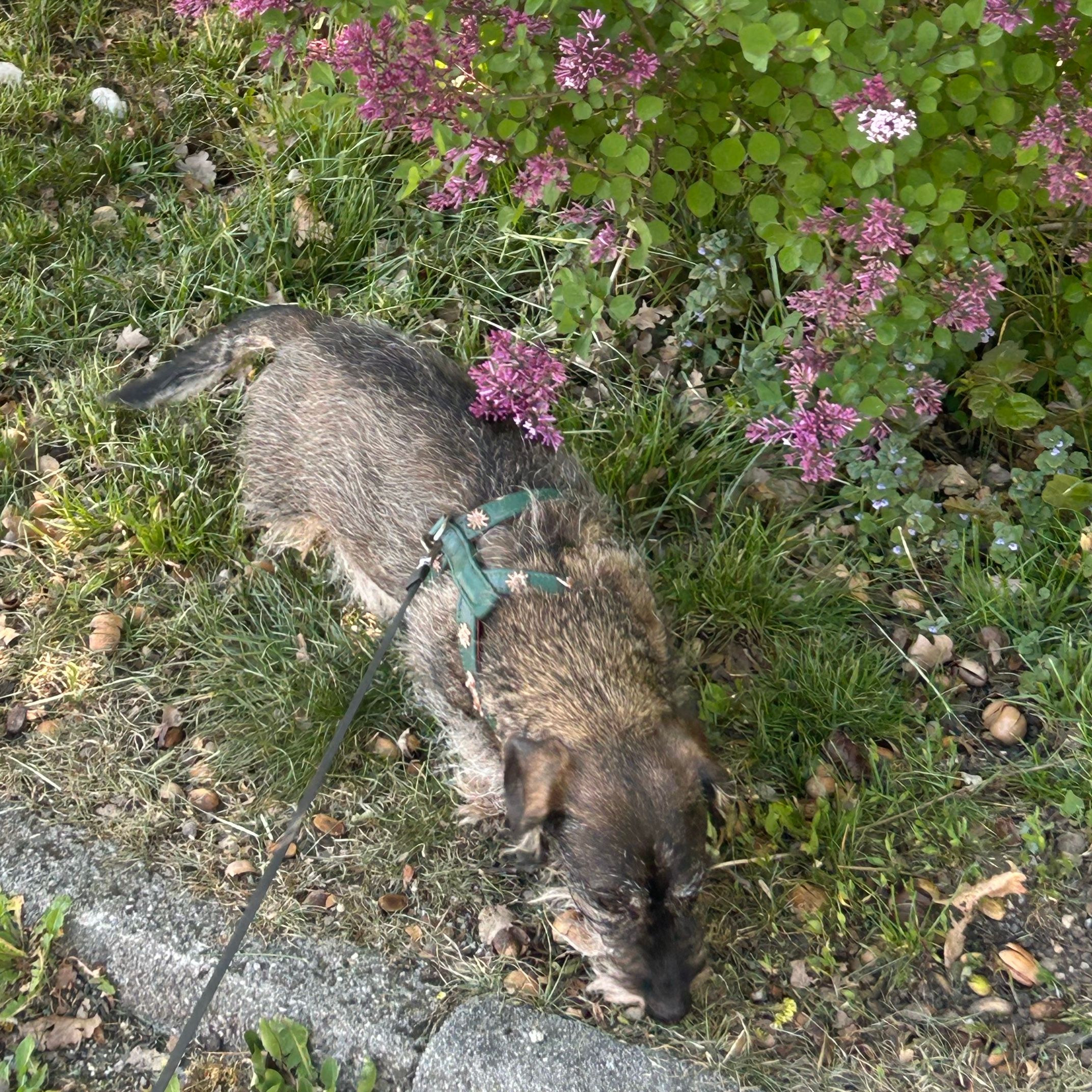 Timo