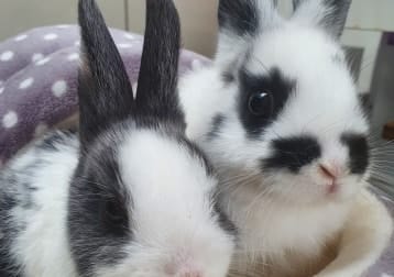 Angel & Minnie