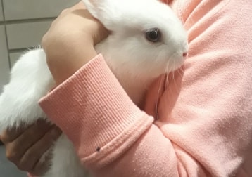 Vanilla