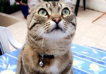 Oscar