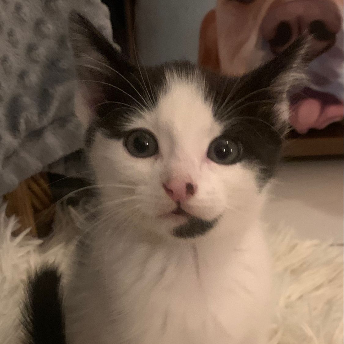 Luna
