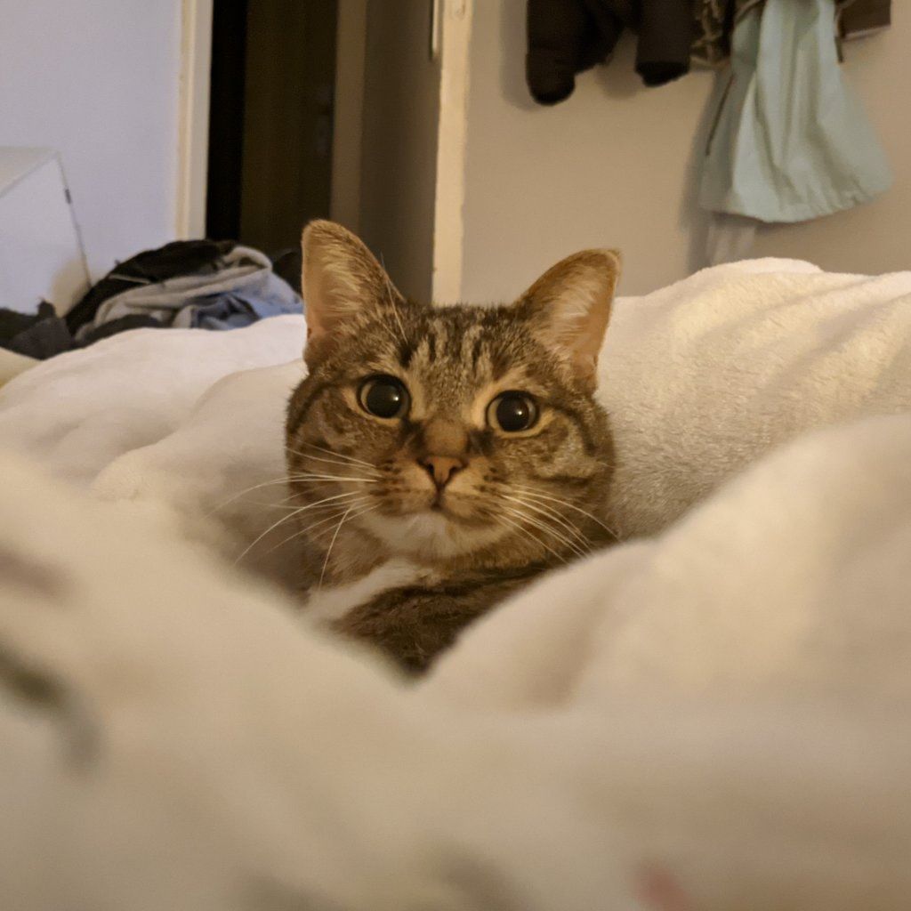 Choupi
