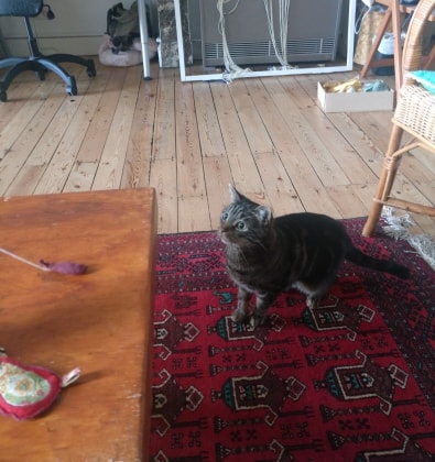image-8