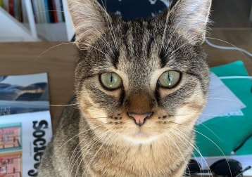 Millie