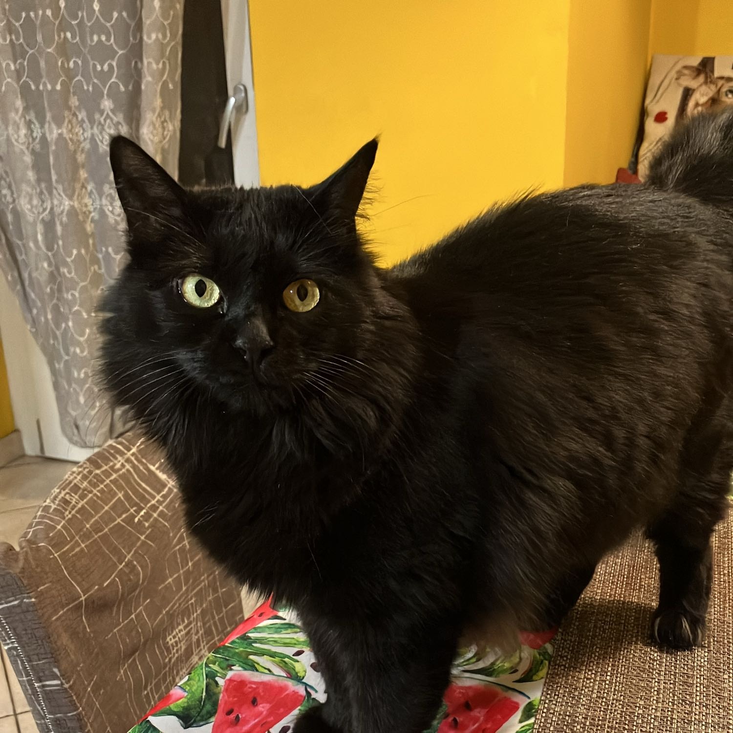 Cleo