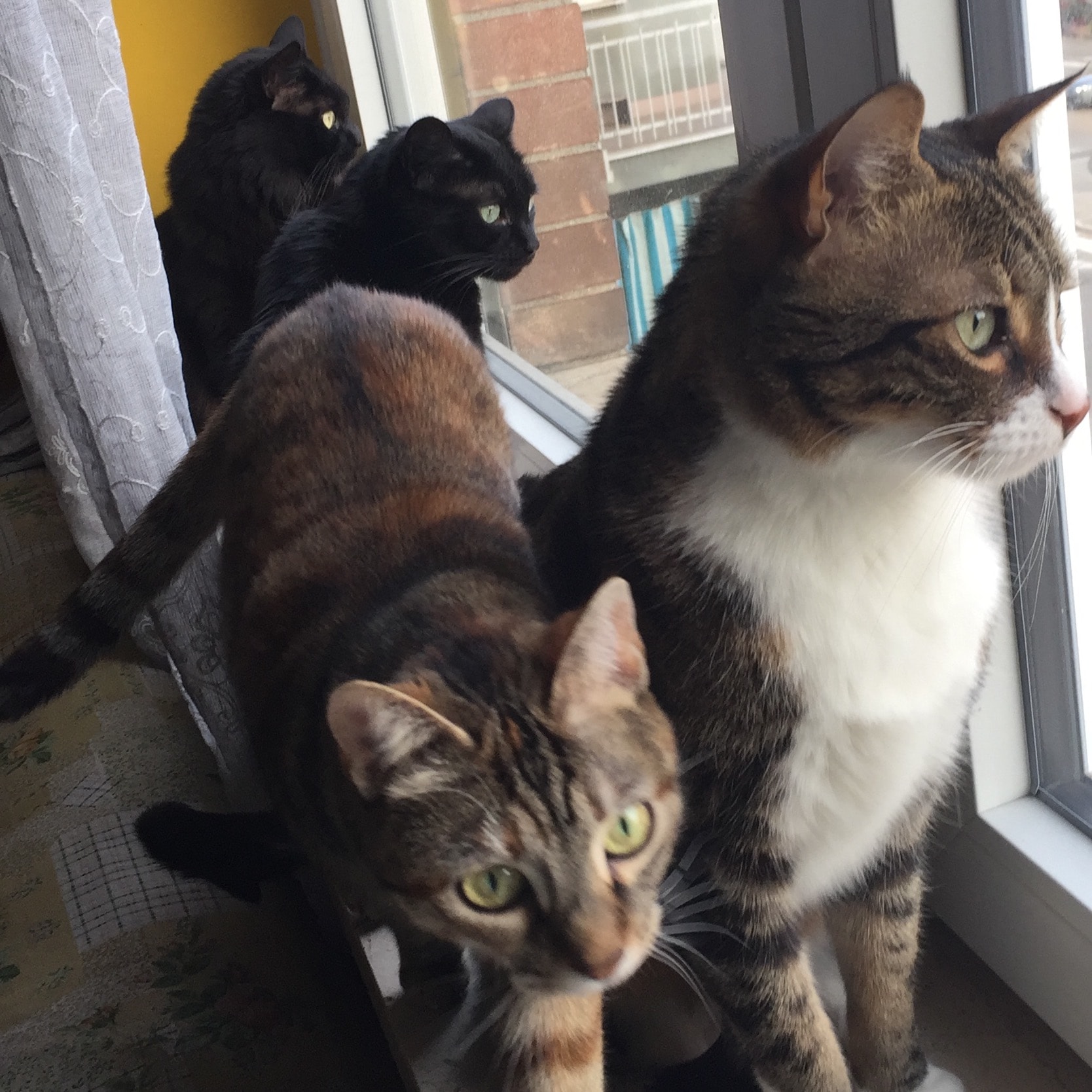 Olaf Kate Astrid Cleo
