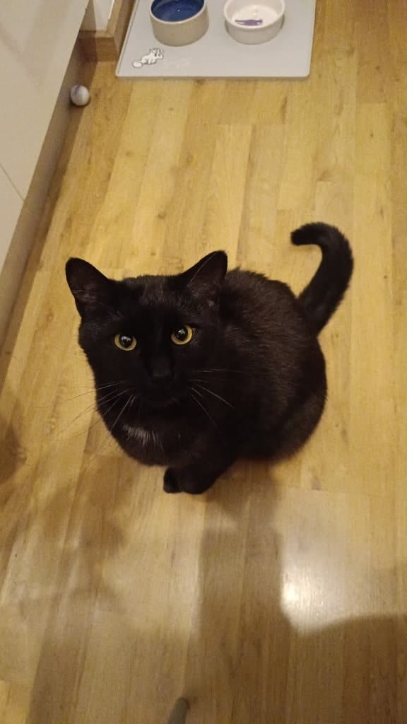 Bob