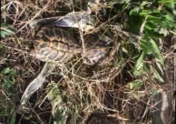 Roxanne, Quanta Costa En Schildje