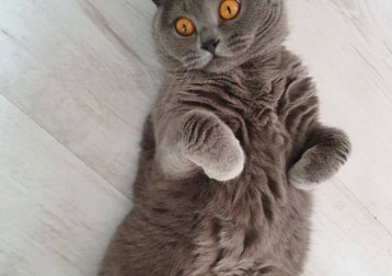 Margot