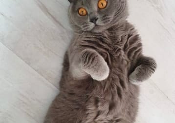 Margot