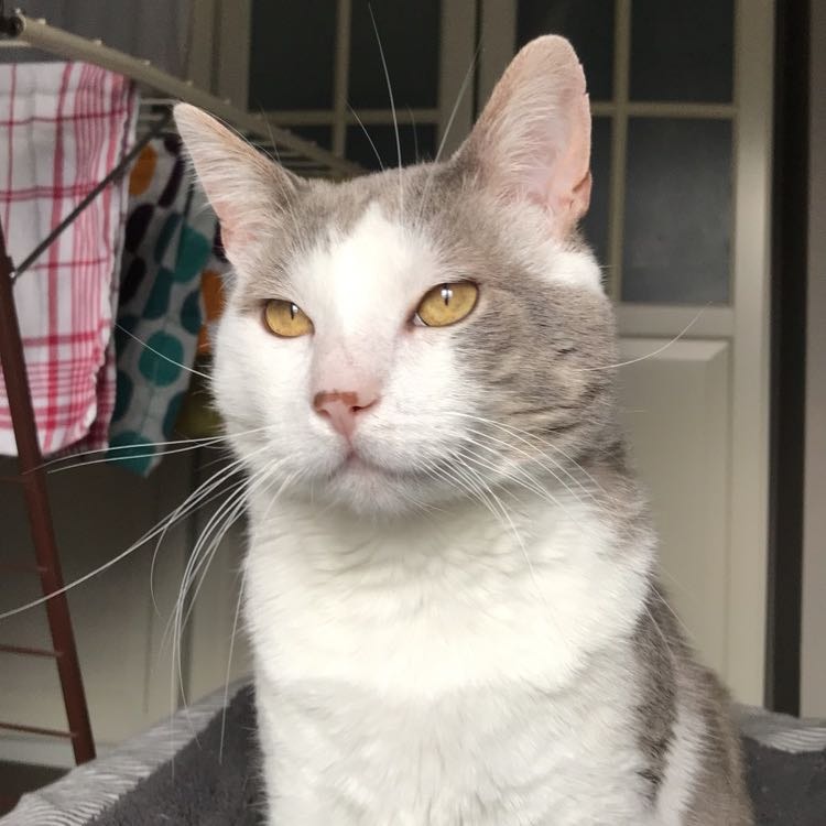 Oscar