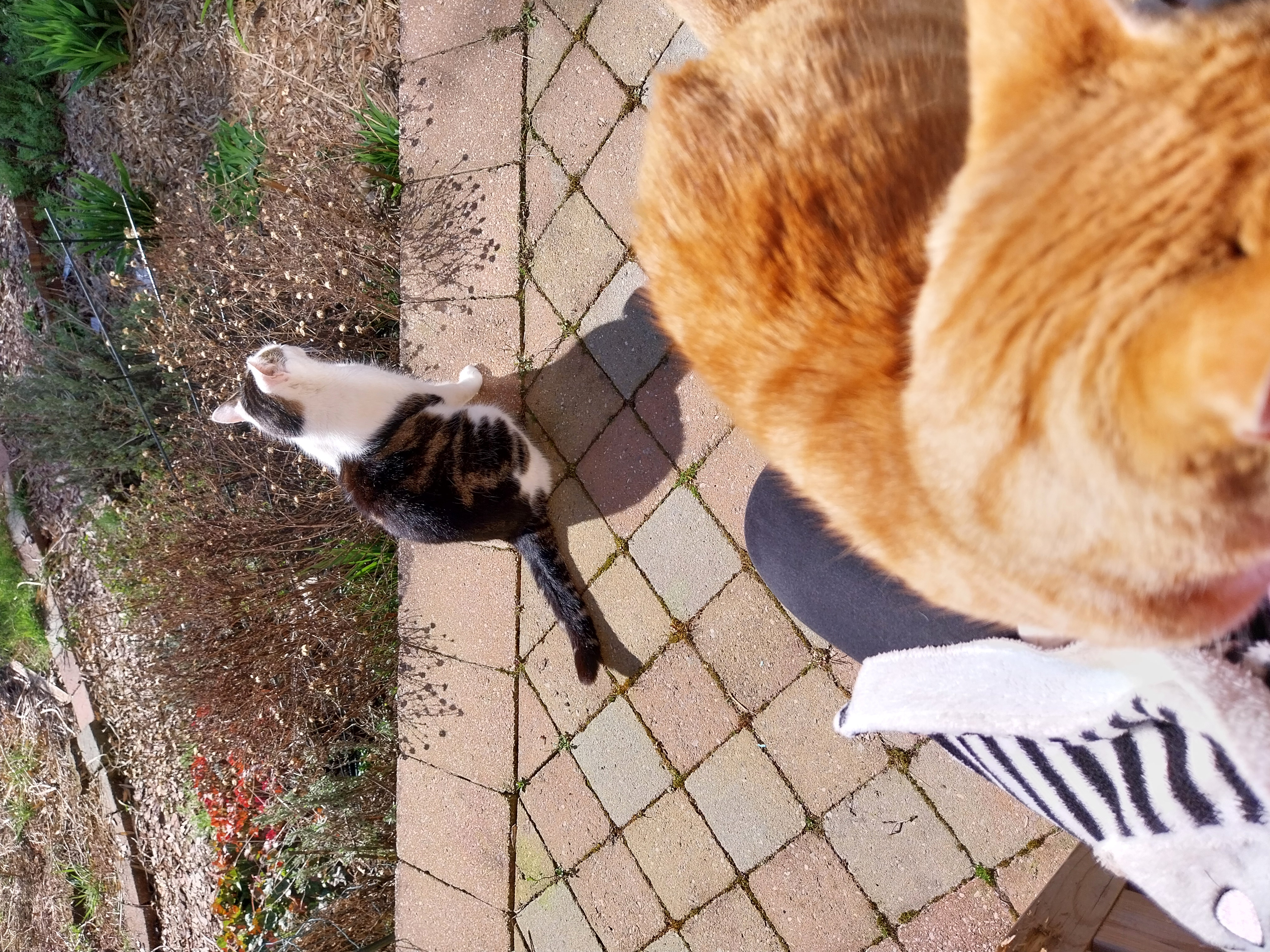 image-7