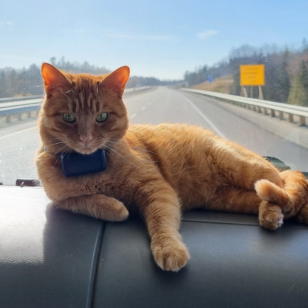 Pasha
