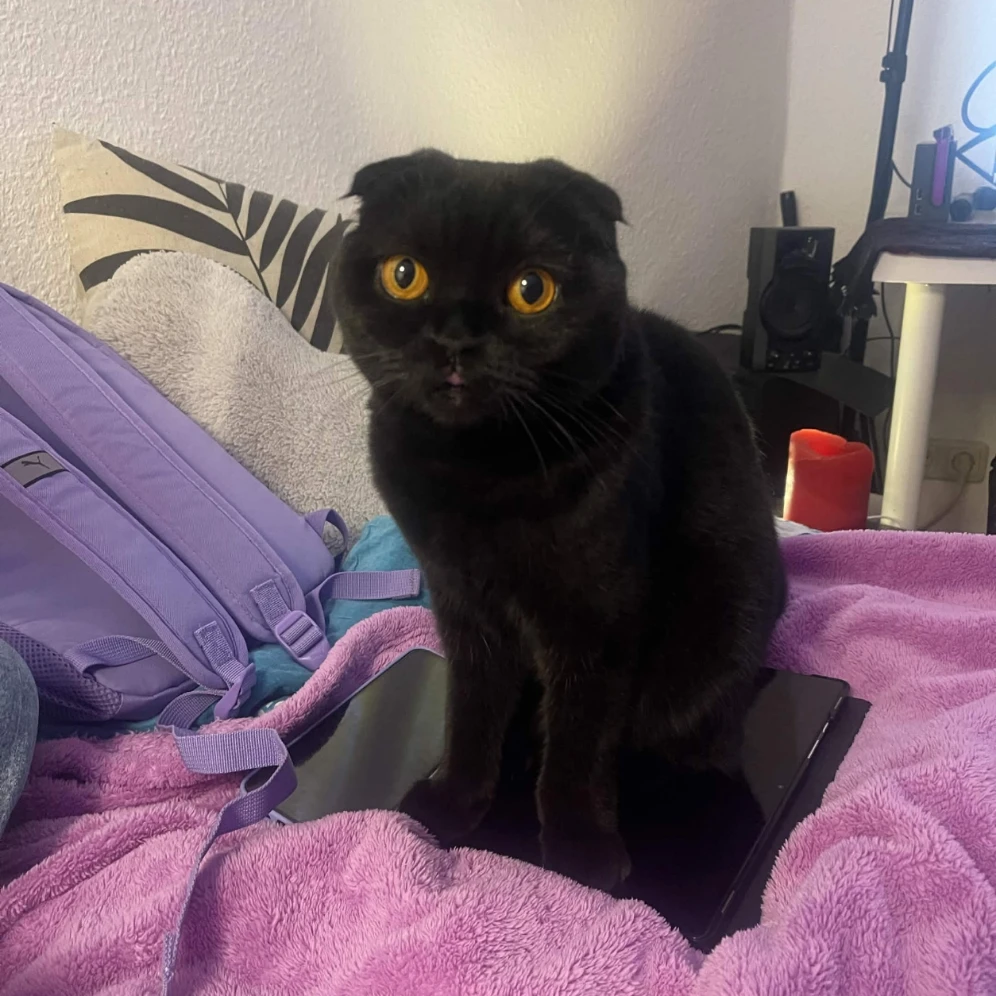 Marcy