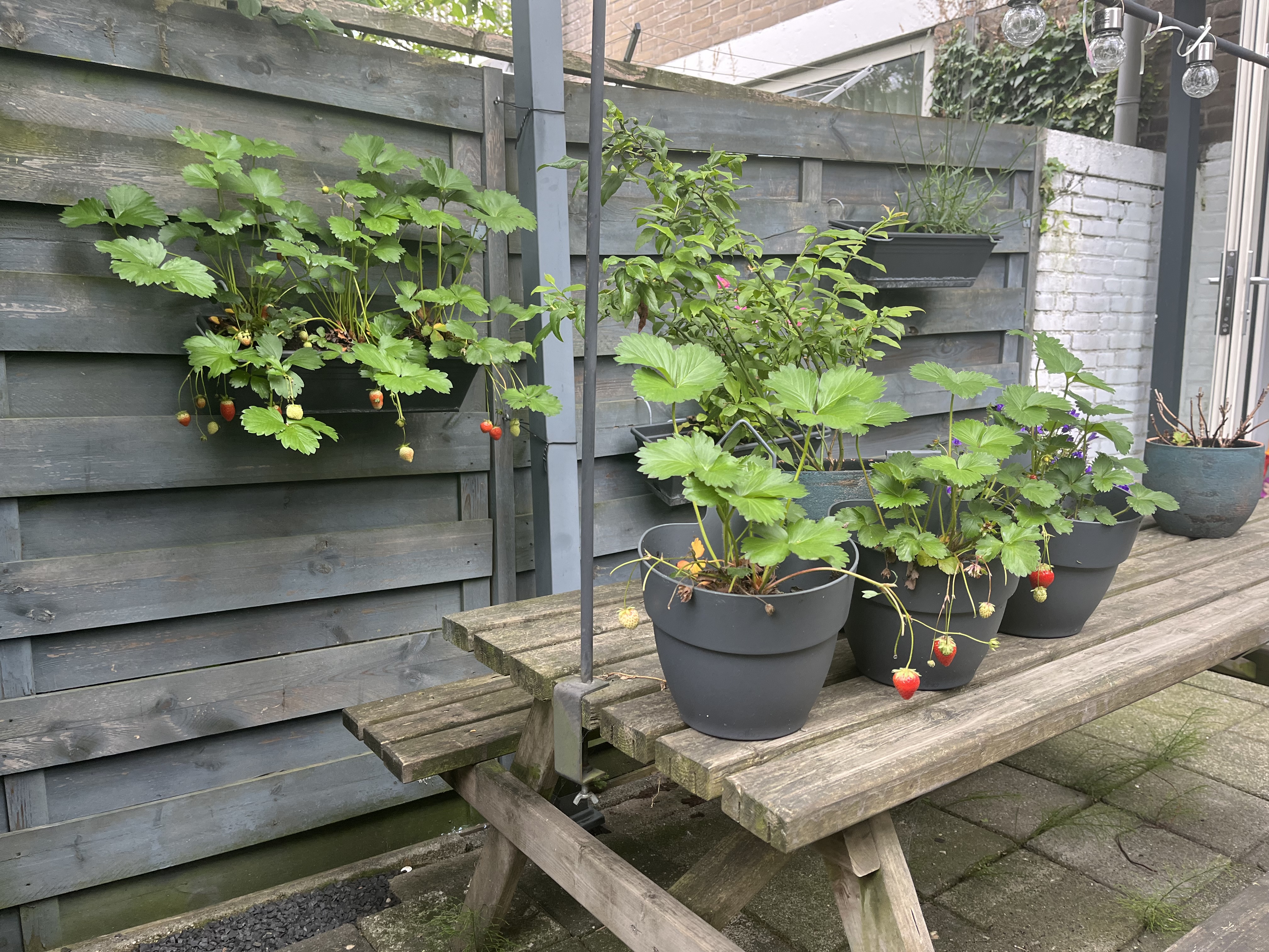image-7