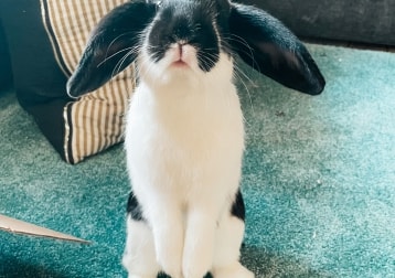 Cooper 