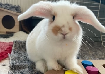 Maya
