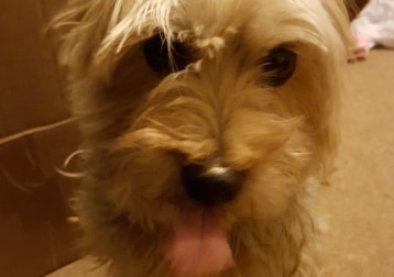 Bob