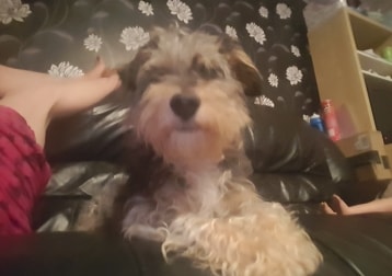 Harvey