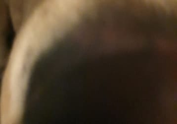Brad