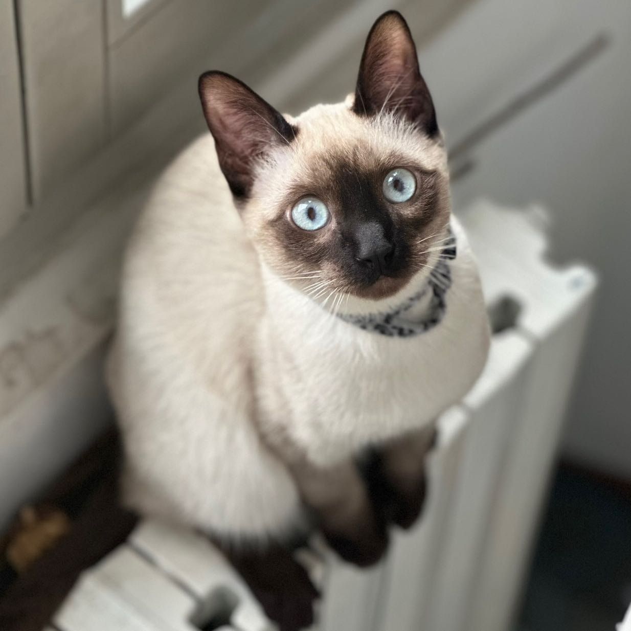 Achille
