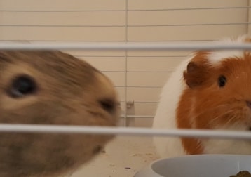 Dave & Pablo