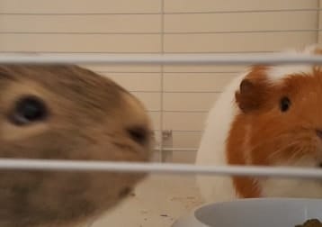 Dave & Pablo