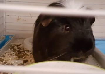 Nibbles