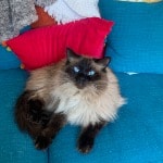 Max