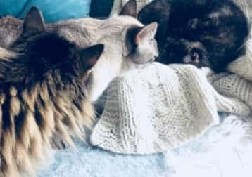 Décibel ( Croquette)