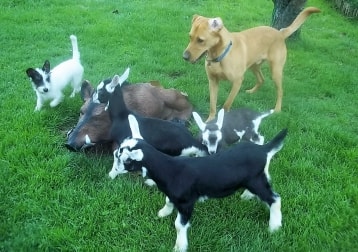 Lots Of Different Pets
