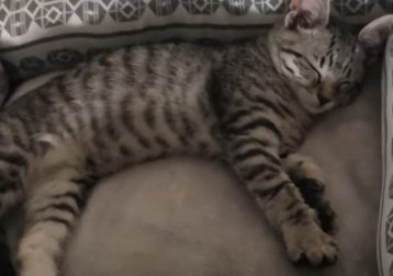 Kaida