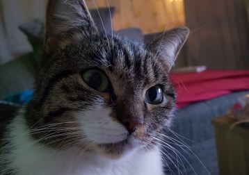Tora