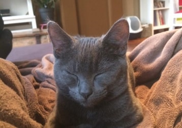 Poes