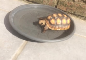 Schildpad