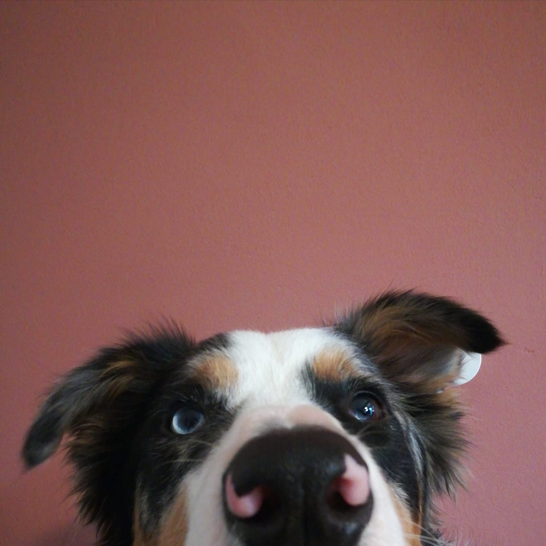 Wilson