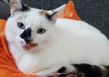 Noa