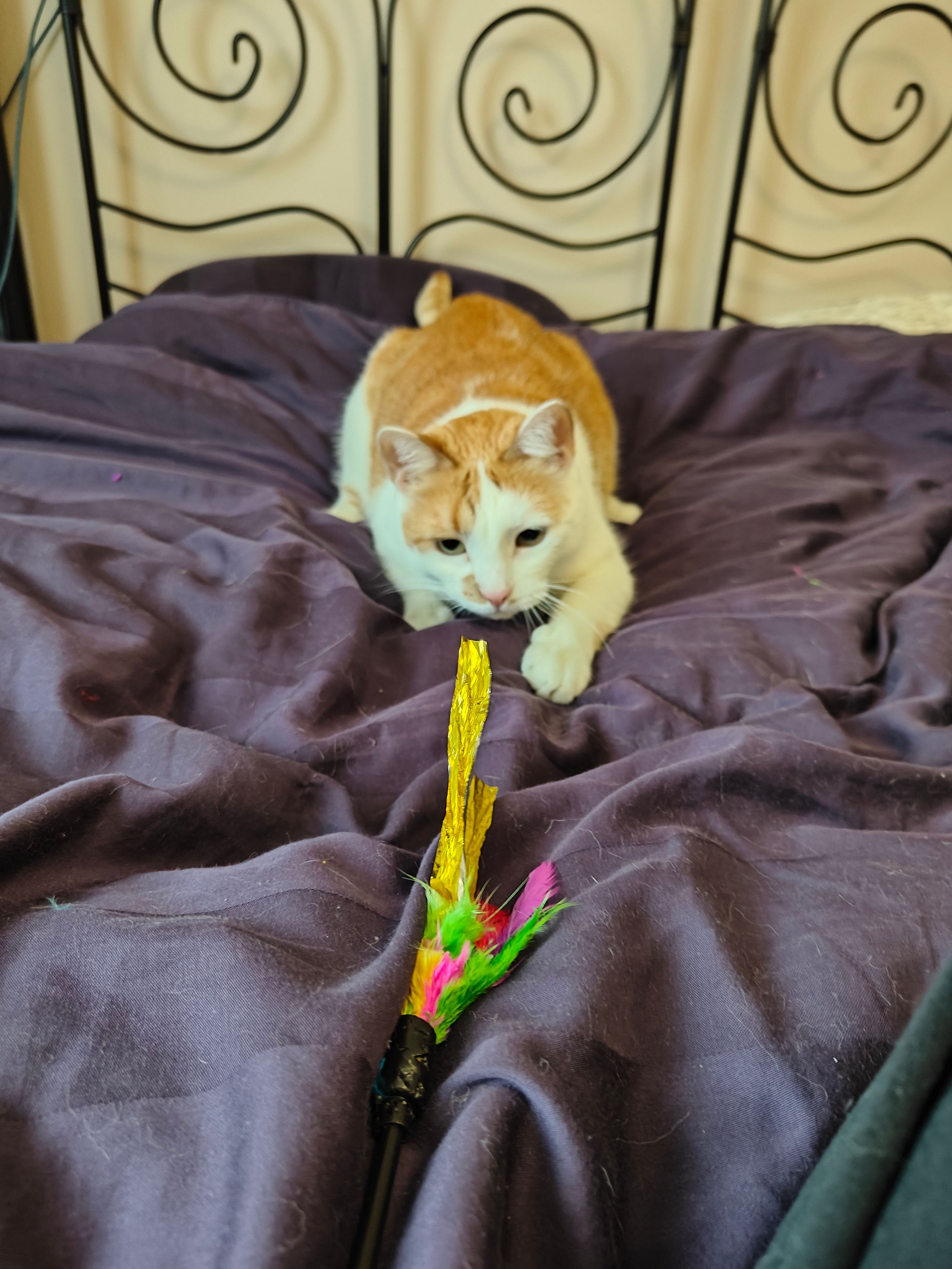 image-7