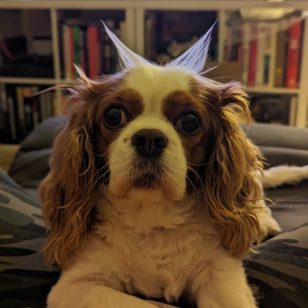 Cookie 